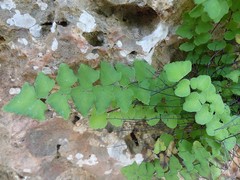 Adiantum deltoideum