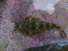 Diplocrepis puniceus