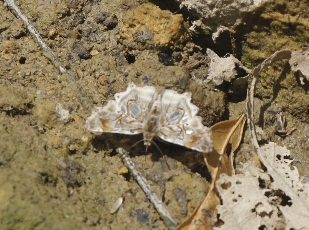 Onenses hyalophora