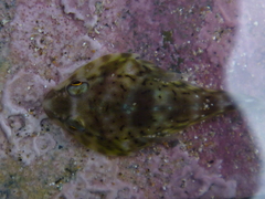 Diplocrepis puniceus