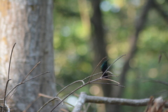 Anthracothorax viridigula