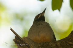 Turdus plumbeus
