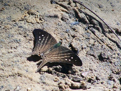 Marpesia egina
