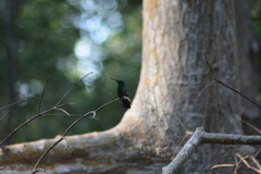 Anthracothorax viridigula