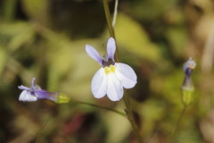 Lobelia orientalis