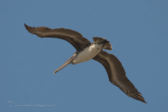Pelecanus occidentalis