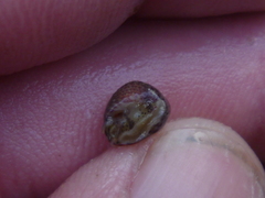 Micrelenchus sanguineus