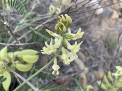 Astragalus fastidius