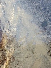 Cyprinodontidae