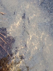 Cyprinodontidae