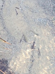 Cyprinodontidae