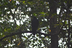 Buteogallus anthracinus