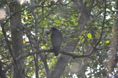 Buteogallus anthracinus