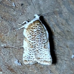 Acleris cervinana
