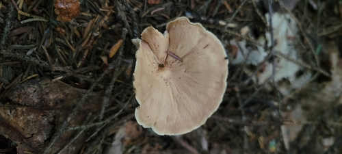 Gymnopus image
