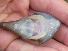 Diplocrepis puniceus