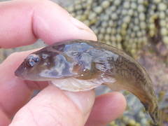 Diplocrepis puniceus