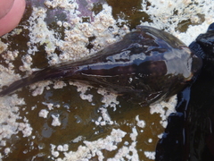 Diplocrepis puniceus