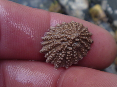 Patelloida corticata