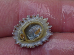 Patelloida corticata