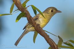Vireo gundlachii