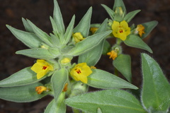 Mohavea breviflora