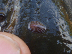 Atalacmea multilinea