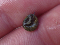 Micrelenchus tessellatus