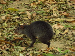 Dasyprocta fuliginosa