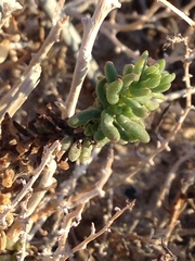 Nitrophila mohavensis