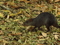 Dasyprocta fuliginosa