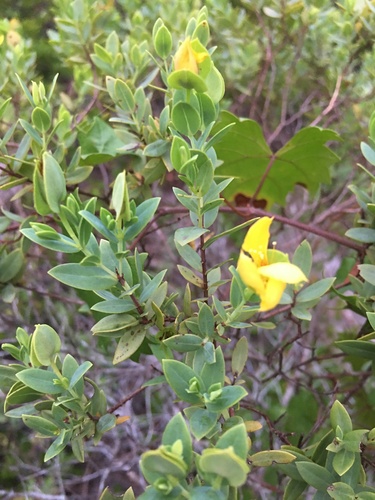 Arcadian St. johnswort (Hypericum edisonianum)