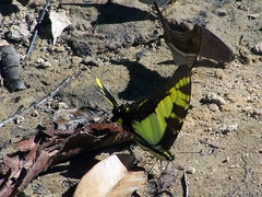 Neographium thyastes