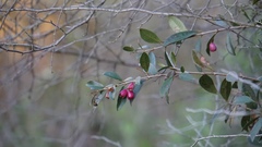 Syzygium paniculatum