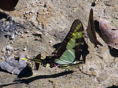Neographium thyastes