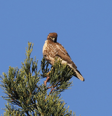 Buteo jamaicensis