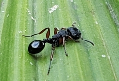 Procryptocerus