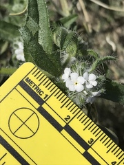 Cryptantha barbigera fergusoniae