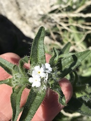 Cryptantha barbigera fergusoniae