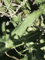 Cryptantha barbigera fergusoniae