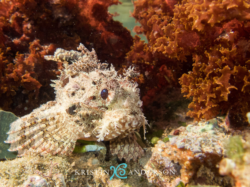 Byno scorpionfish (Parascorpaena aurita) — Scorpaenidae