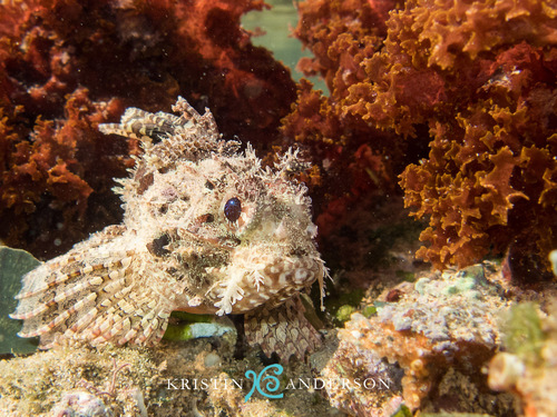 Byno scorpionfish (Parascorpaena aurita) — Scorpaenidae