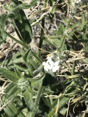 Cryptantha barbigera fergusoniae