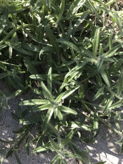 Cryptantha barbigera barbigera