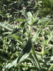 Cryptantha barbigera barbigera