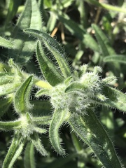 Cryptantha barbigera barbigera