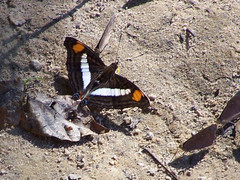 Doxocopa