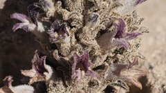 Aphyllon cooperi cooperi
