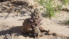 Aphyllon cooperi cooperi