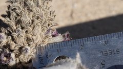 Aphyllon cooperi cooperi